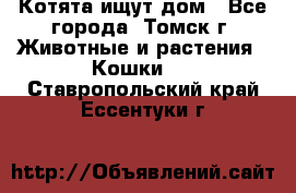 Котята ищут дом - Все города, Томск г. Животные и растения » Кошки   . Ставропольский край,Ессентуки г.